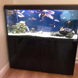 Selling a great fish tank with lake Malawi cichlids (3 different types) in the cupboard is the electric filter pump which is attached to the tank also fish accessories and food.. 4ft life big and 2ft width..

Collection from Magdalen near Kings Lynn..

No Offers please..