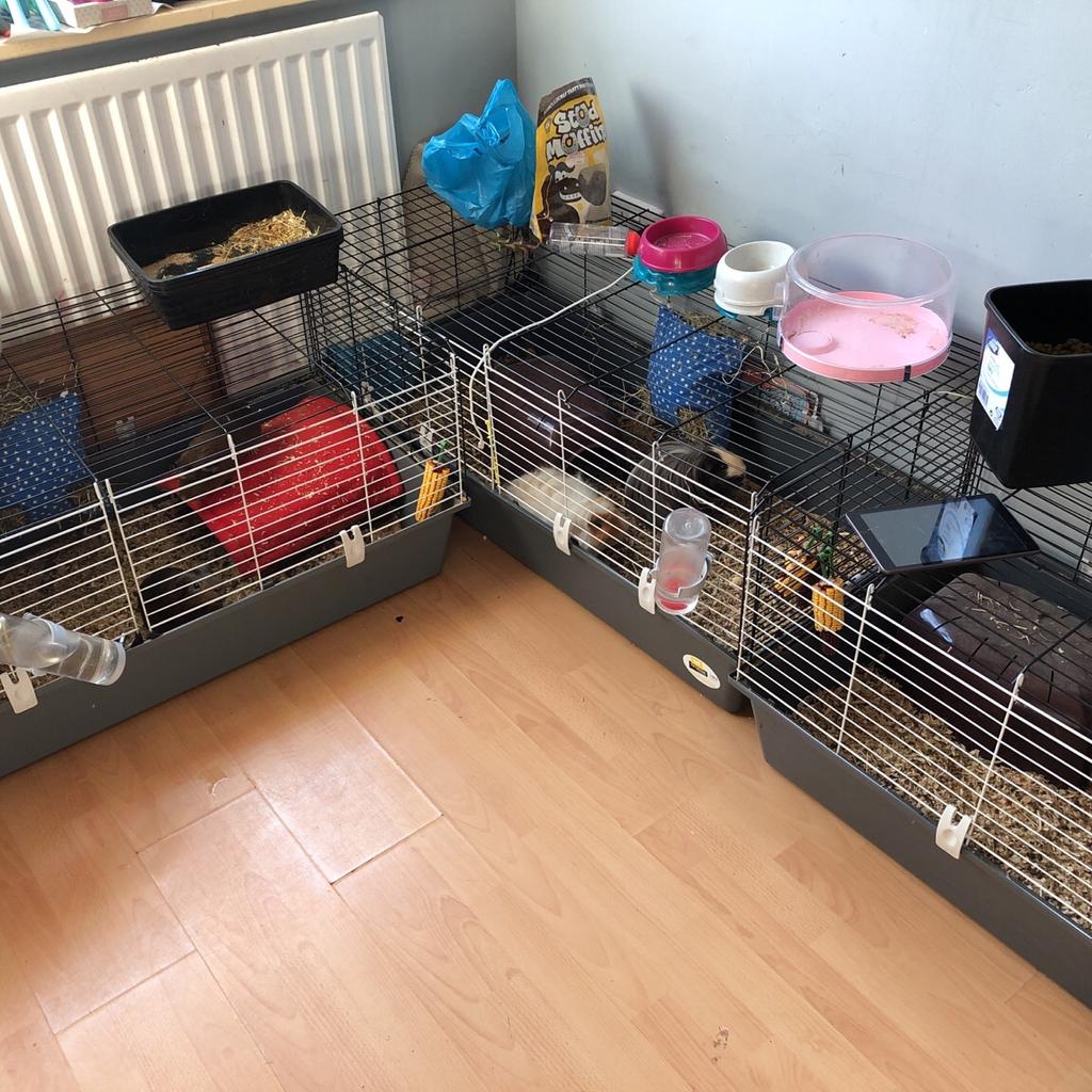 Guinea Pig Cages In Ne4 Tyne For £20.00 For Sale 