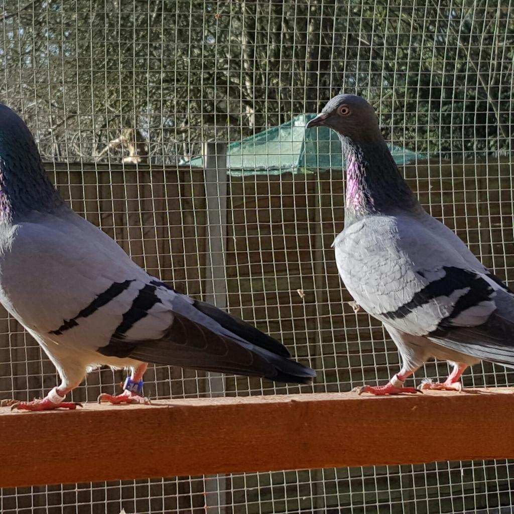Gordon Hughes English Tippler Pigeons – IAZDR