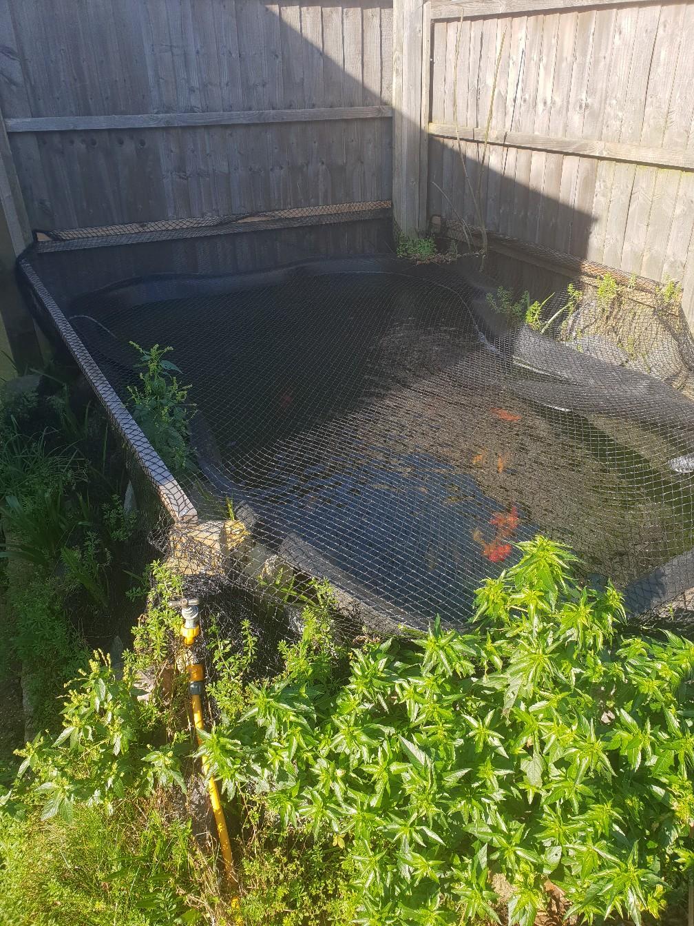 fish pond including fish in SouthendonSea for £150.00 for sale Shpock