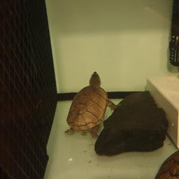 musk turtle Male and female.. sadly not working in my tank. no offers