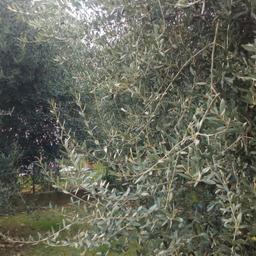 vendo  foglie d'olivo non trattate per infusi