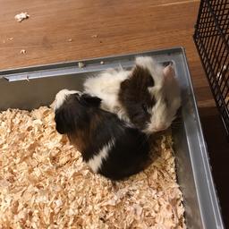 2 baby guinea pigs available, white is female, brown is male. Can be bought together for £35 or separately for £20. Ready to leave. Collection from wn3 or can deliver locally for a small extra cost.