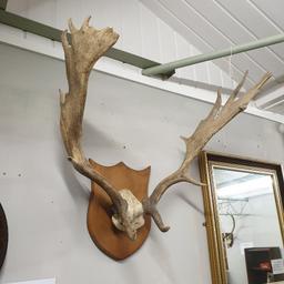 large antlers
great condition 
collection only or local delivery available