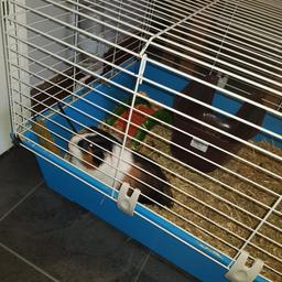 free to good home must already have guinea pigs and is a animal lover wont just give him to anyone.. his name is coco he is 9 month old.