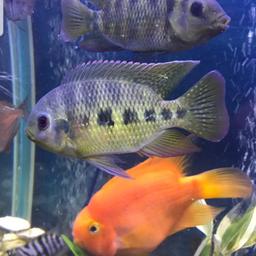 3 beautiful fish biggest is around 5 or 6 inches need gone asap as closing tank down 
for sale or will swap for small fish eg clpwn loach or guppys for my daughters tank c