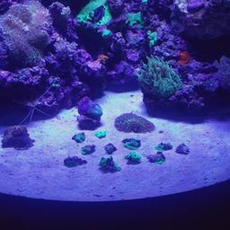 lovely green mushrooms.look great under blue's..growing fast..open to swops for other corals or sell £5.00 each.no post.collect only