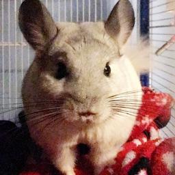 Male chinchilla for sale, very cute and fluffy, requires regular dust baths etc. Comes with cage and water bottle. Selling due to not having enough room for him and mostly being too busy, I’d like him to go to a loving home and to be given a lot of attention.