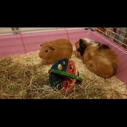 About 8 months old, lovely pets. Reason for selling is kids don’t bother with them and they need some more time spent with them. Really loving beautiful Guineas. Come with pink cage and accessories. Only selling to a good home.