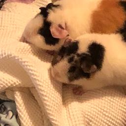 2 x female guinea pigs with cage and accessories

Reluctant sale but not getting the attention they deserve 

Had from babies from a sensible breeder. 
8 months old

To go to a good home only