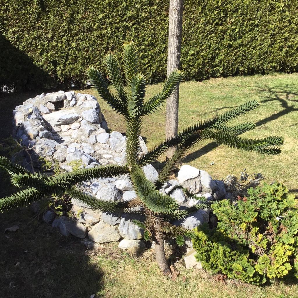 55+ Andentanne In Steinbeet, Wer die andentanne im garten pflanzt,