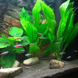 8 neons
1 gurami
1 angel fish
6 cardinals &3 others
plus life plants
cash & collection only, open for offers