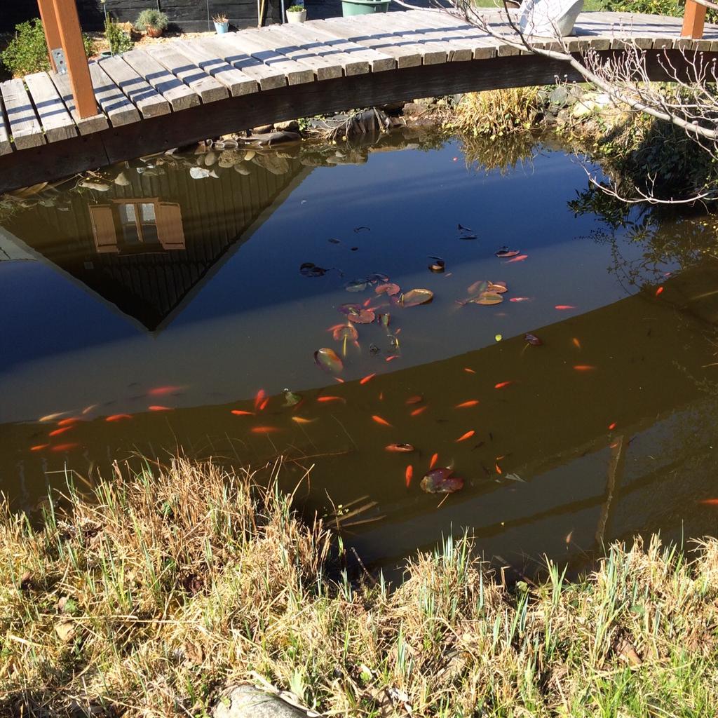 Goldfische aus Biotop in 8551 Wies für gratis zum Verkauf Shpock DE