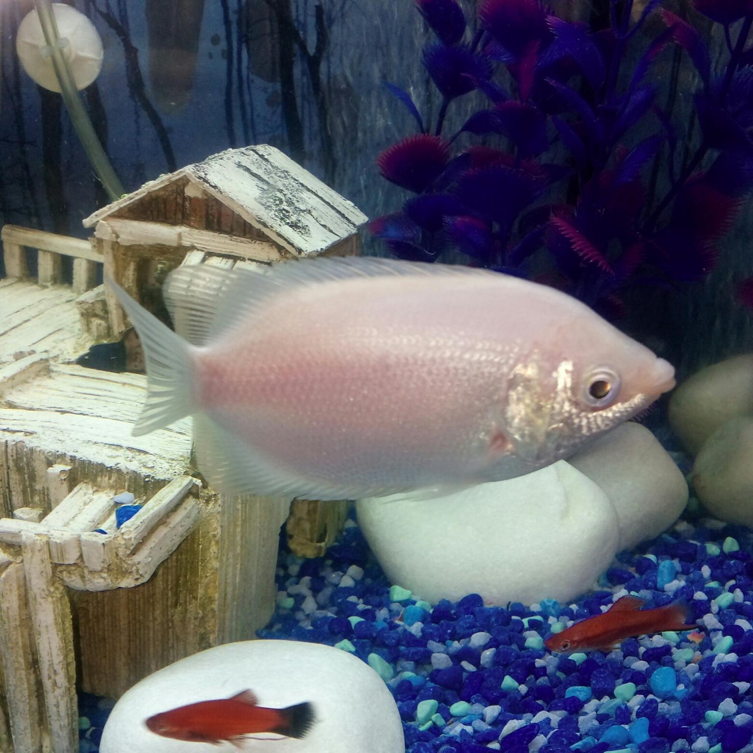 large Angel and kisser fish in WV13 Wolverhampton für £ 6,00 zum ...