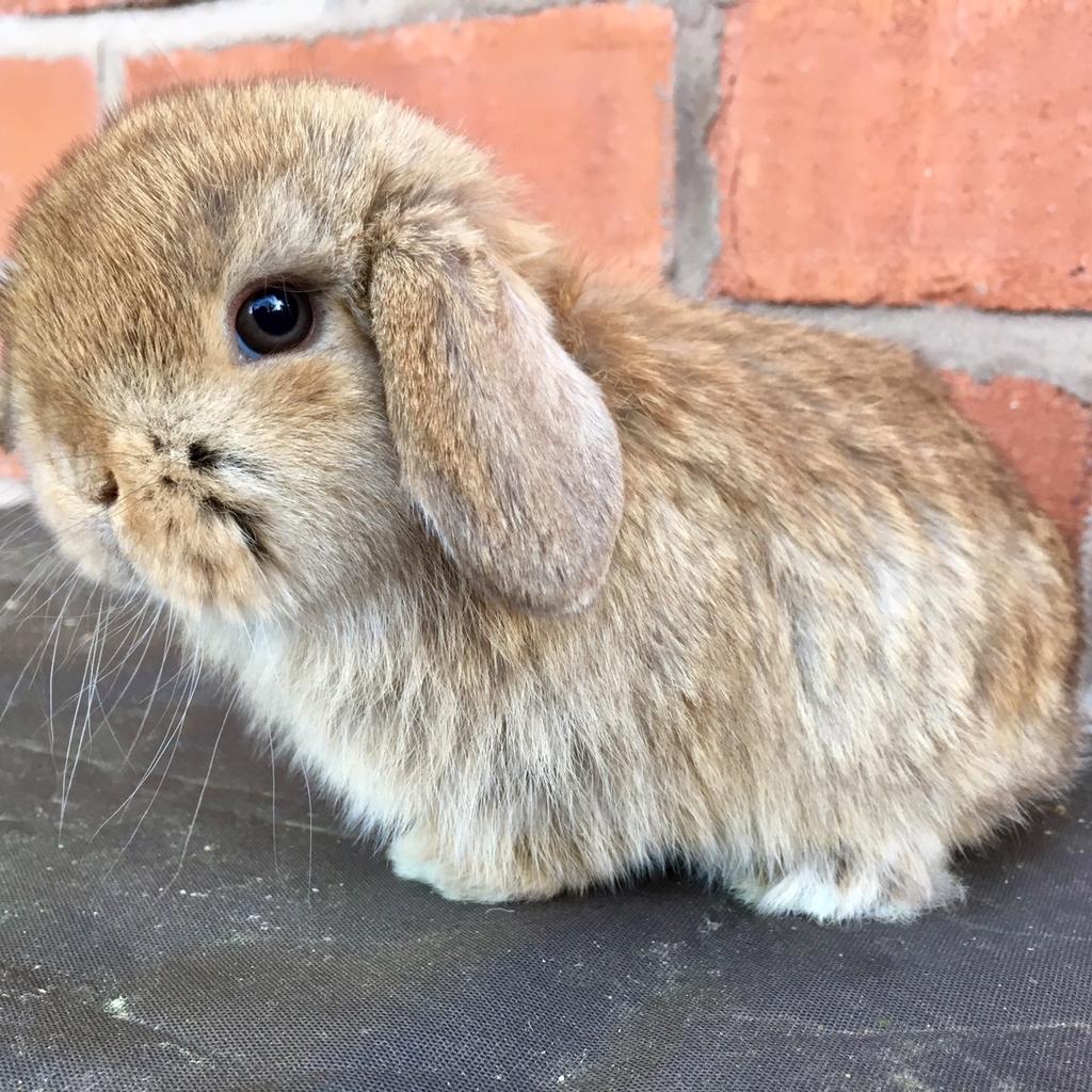 Cinnamon 2024 mini lop