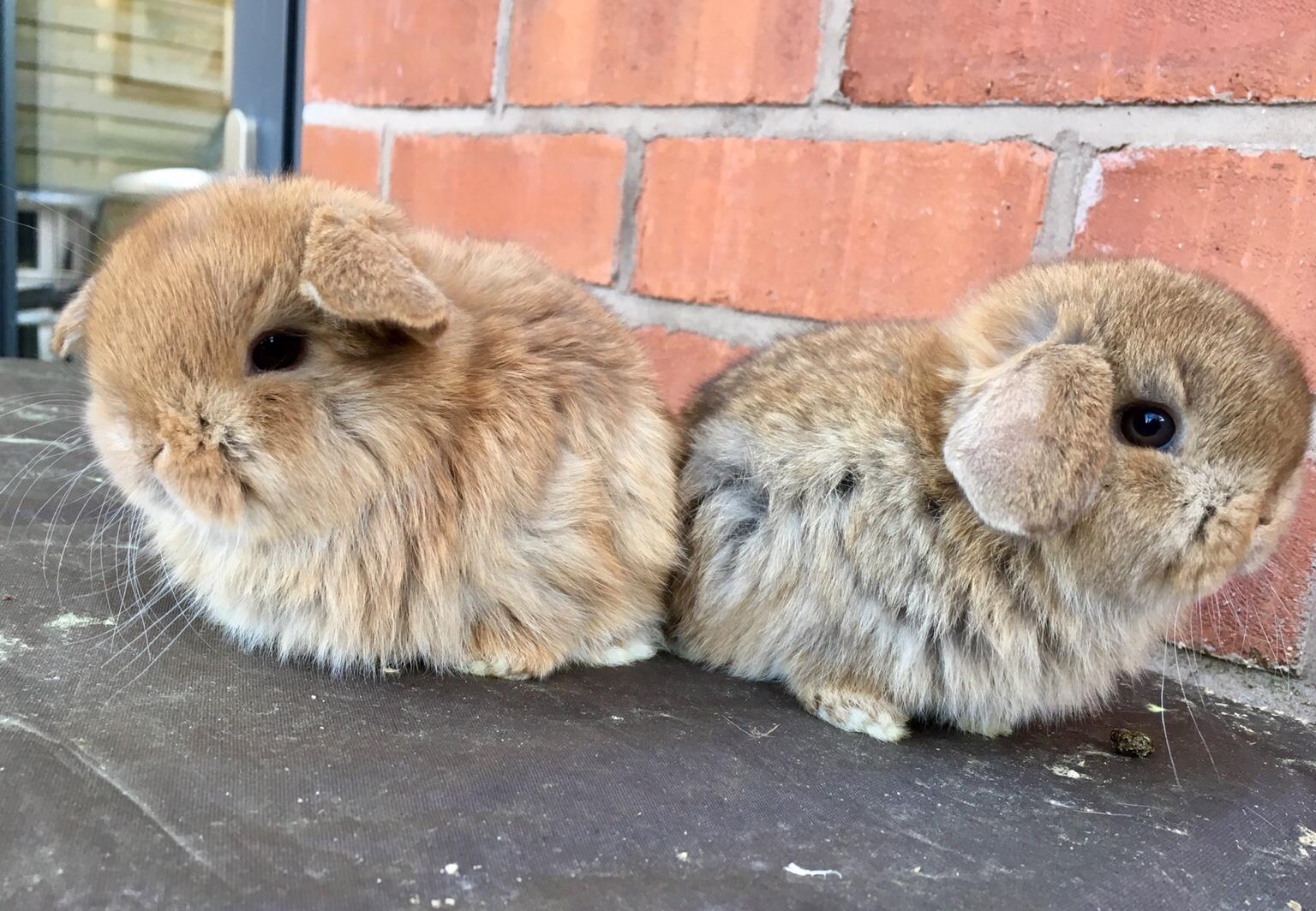 Family reared mini lop baby rabbits- cinnamon in B45 Bromsgrove für £ ...