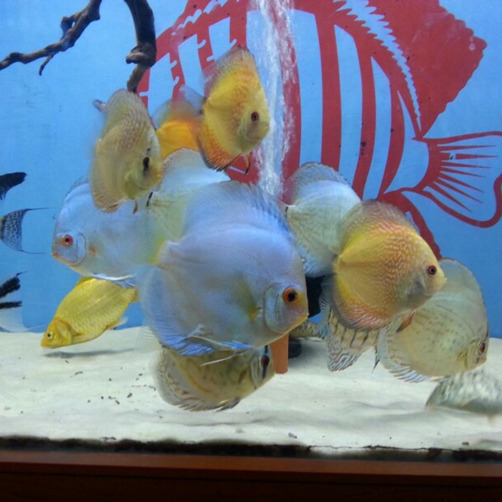 discus fish in DE21 Derby for £30.00 for sale Shpock