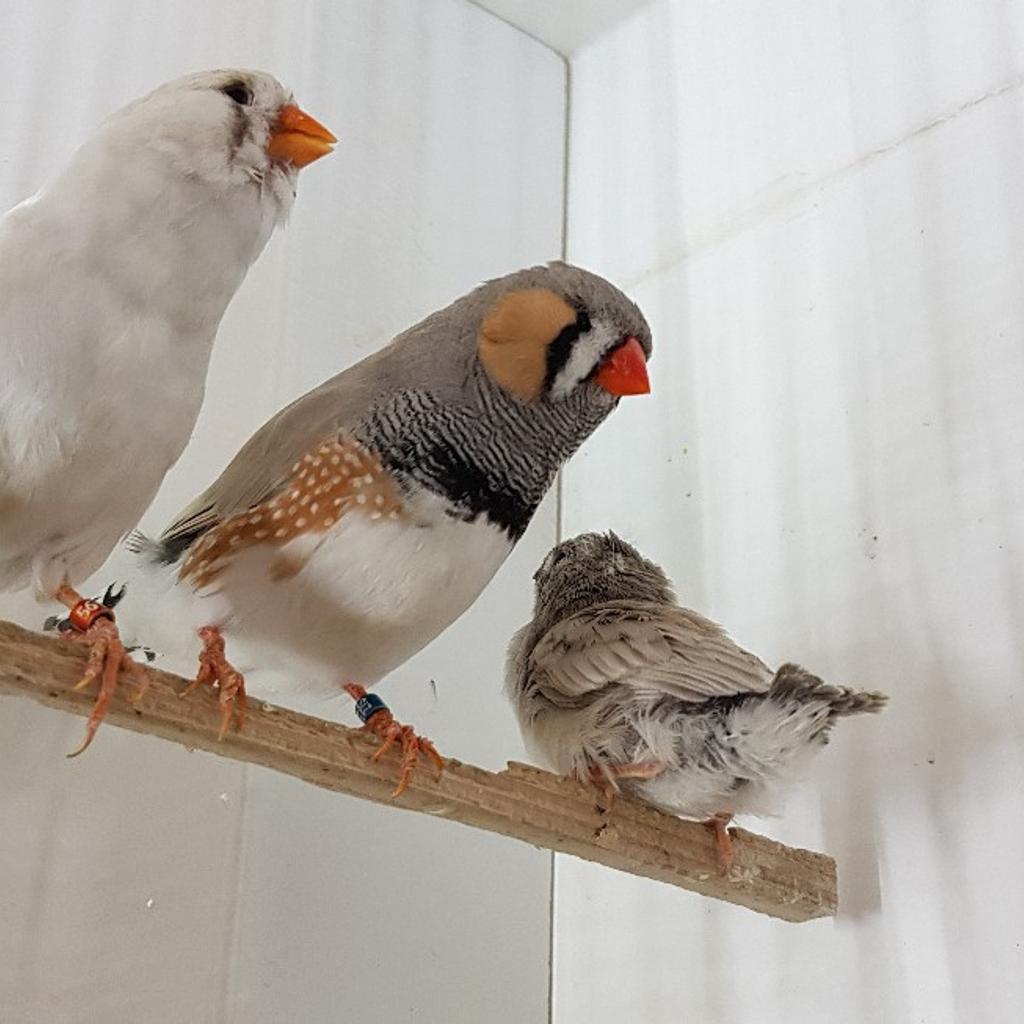 Exhibition zebra finches in BD9 Bradford für £ 5,00 zum Verkauf Shpock AT