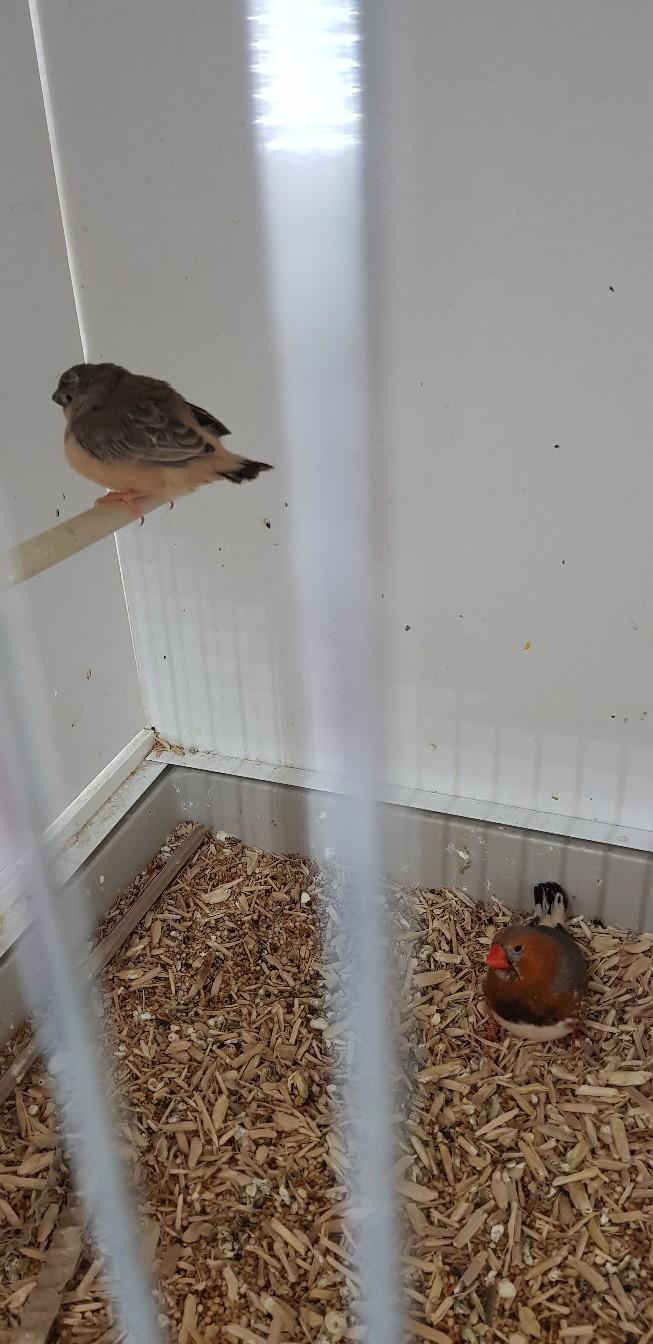 Exhibition Zebra Finches In Bd Bradford For For Sale Shpock