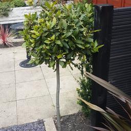 2x bay trees half standard .approx 1m22 from ground normaly pay up to 200 for the 2 at this height 