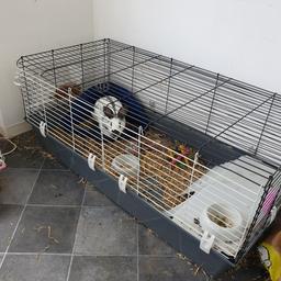 he is neutered and under the age of 1. comes with large cage and some food. loves his veggies! lovely beautiful rabbit I just dont have time for him