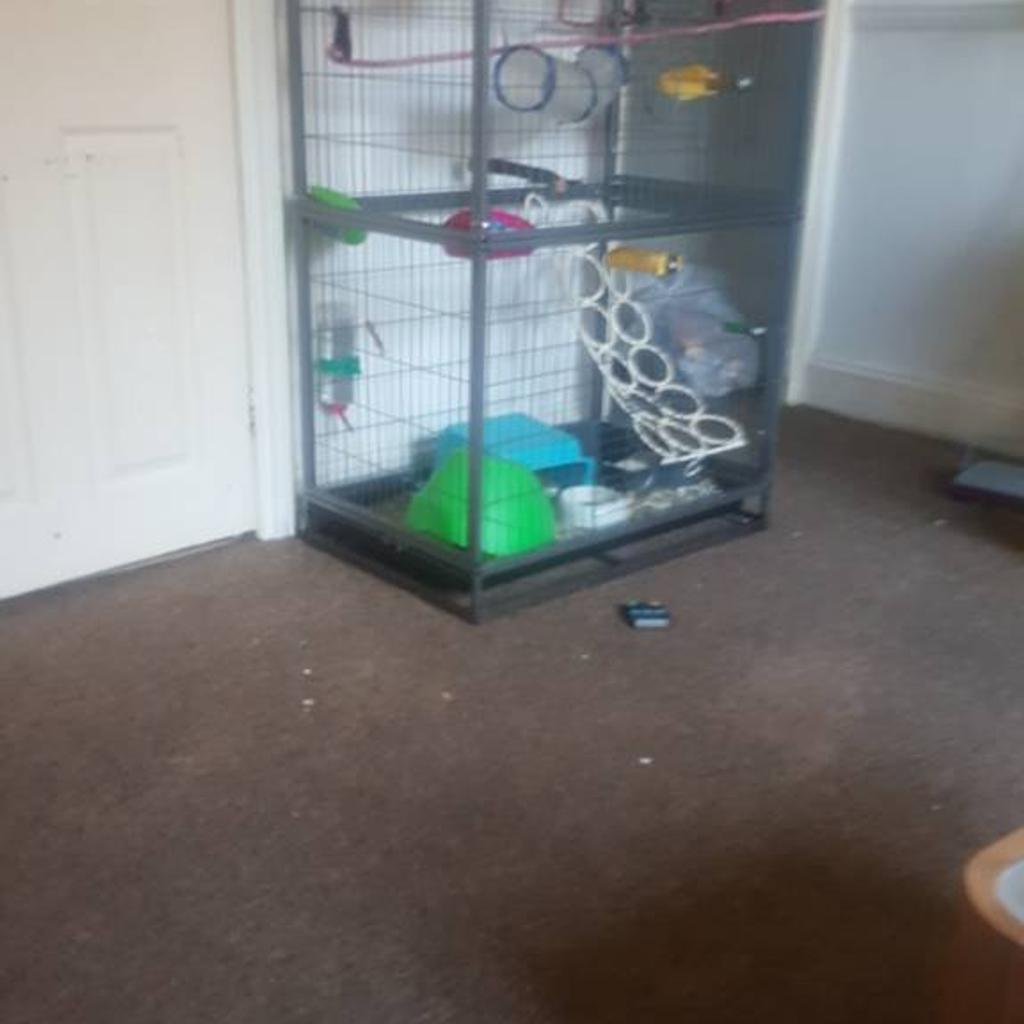 Rat cage and 3 male rats in BH2 Bournemouth for £40.00 for sale Shpock
