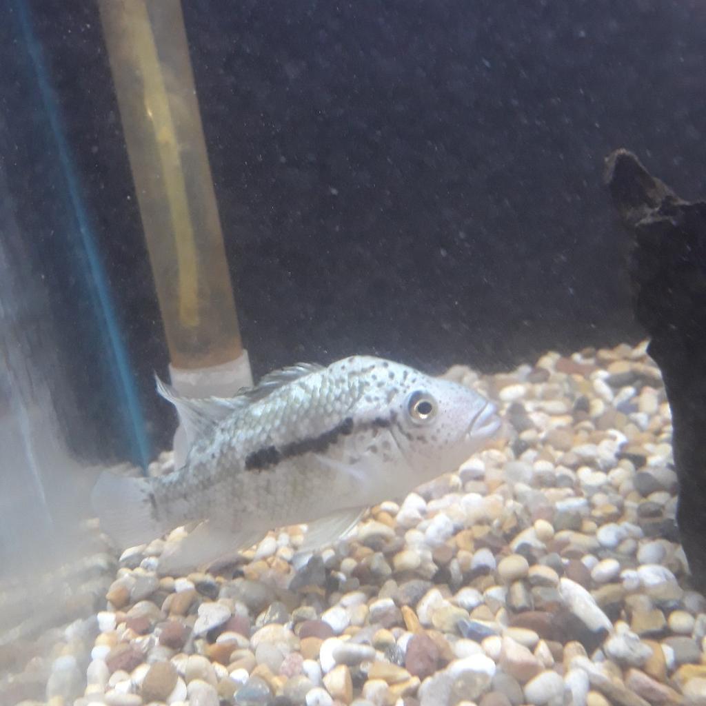 black nasty cichlid in WF9 Wakefield for £20.00 for sale | Shpock