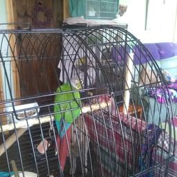 Chirpy cheeky chap.Not hand tame.
Male?
Experienced person perferred as he needs attention. Do not buy on a whim.
collect in person with own carrier.