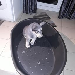 large plastic  dog bed in good condition   pick up only