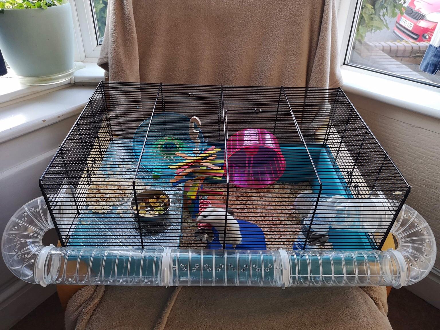 2 Male Chinese Dwarf Hamsters & Cages in B29 Birmingham für 30,00 £ zum