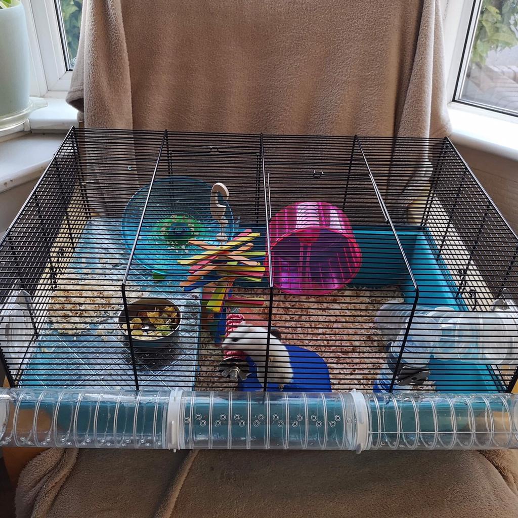 2 Male Chinese Dwarf Hamsters & Cages in B29 Birmingham für 30,00 £ zum