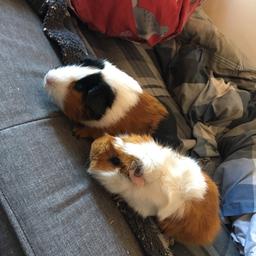 I have 2 lovely guinea pigs, in need of a new home, they are brothers one is ginger the other one is black and white they come with a multi story cage 3 hides a wooden tunnel a small bed food trays litter box 2 water bottles and little pellets / must be going to a loving home