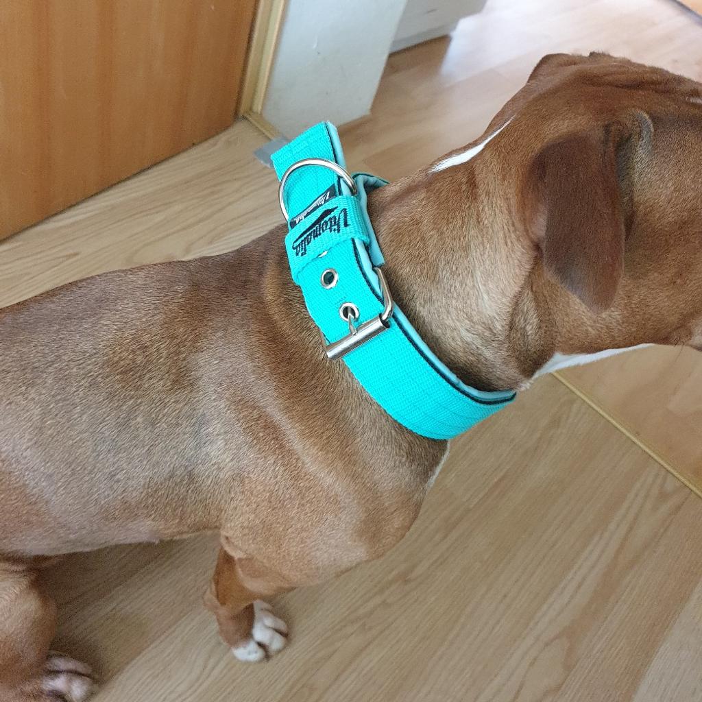 Vitomalia Halsband mit Softshell in 7533 Ollersdorf im Burgenland fr 22,00   zum Verkauf | Shpock DE