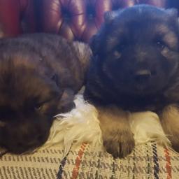 German Shepherd puppy boys   ready to go to good home. Any questions please ask. First breed, parents can be seen.No time wasters. £650 for one boy. Please if you cant afford to pay this dont make silly offer. Healthy dogs looking for a good home they not a toys....if you not intend to look after the dog please don't msg.