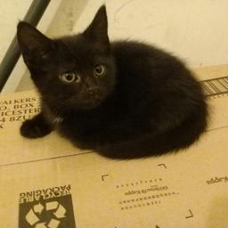 Hi black/White kitten £60
Black  £60

open to offers !!!!!