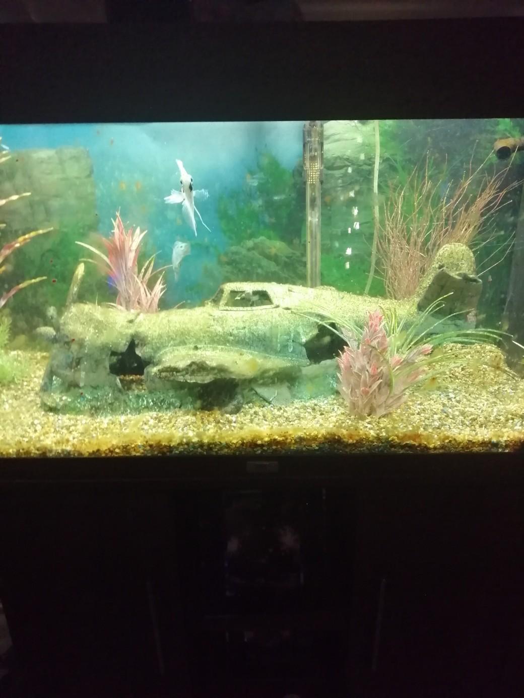 fish tank in SA5 Swansea for £80.00 for sale Shpock