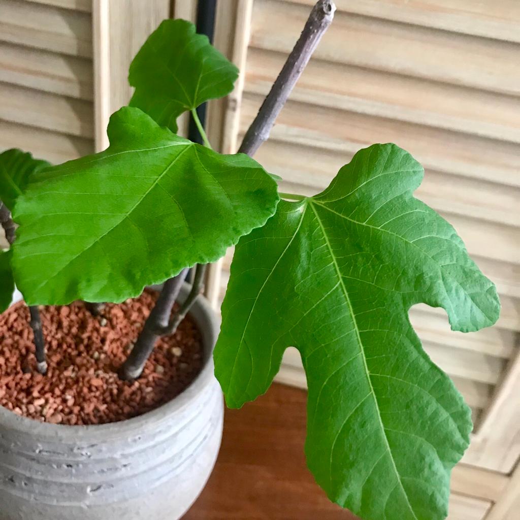Feigenstämmchen Feigenbaum Feige Pflanze in 2483 Gemeinde Ebreichsdorf