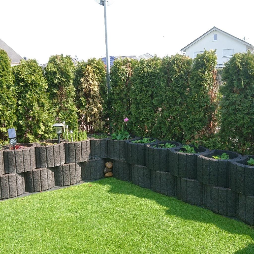 Thuja Smaragd in 68623 Lampertheim fr 1,00  zum Verkauf | Shpock DE