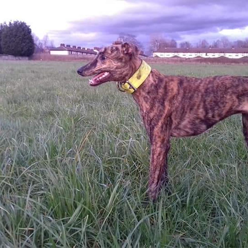 Saluki best sale bull whippet