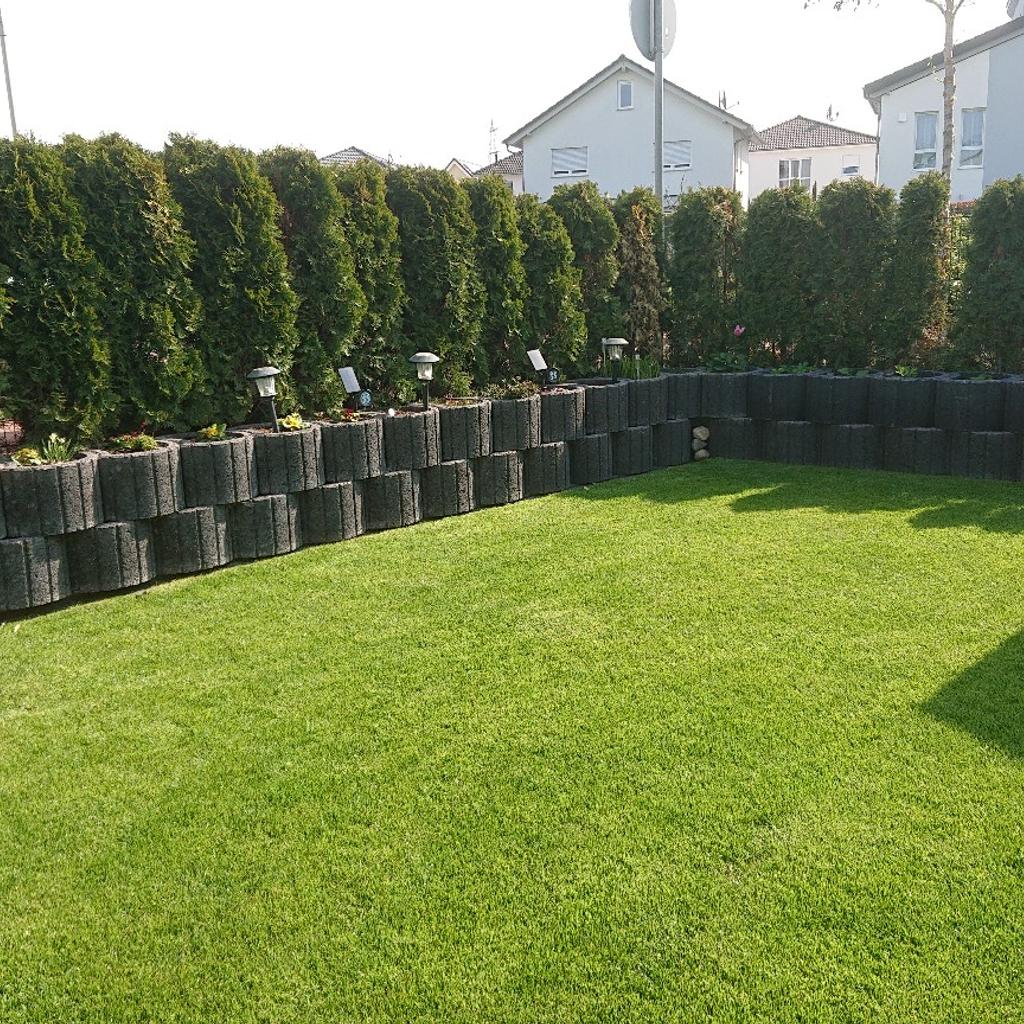 Thuja Smaragd in 68623 Lampertheim fr 1,00  zum Verkauf | Shpock DE