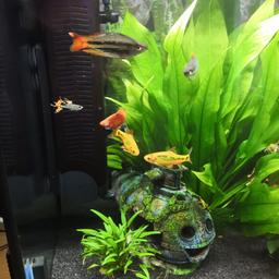 Varied types of warm water fish, and well established live tank plants