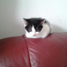 black and white boy 🐈 8 week old playful litter trained he been worm and flead  eat biscuits  and wet food