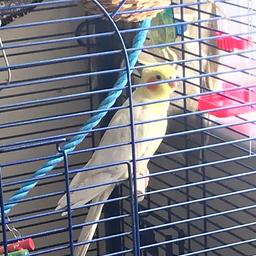 I have three Cocateil two yellow colour one grey they are beautiful all time singing wrestling they come with big cage and toys one cosy bed for bird and food they are up to 16 months and I have one budgie with them is well female Budgie is died he living with now cockatiels £30 each