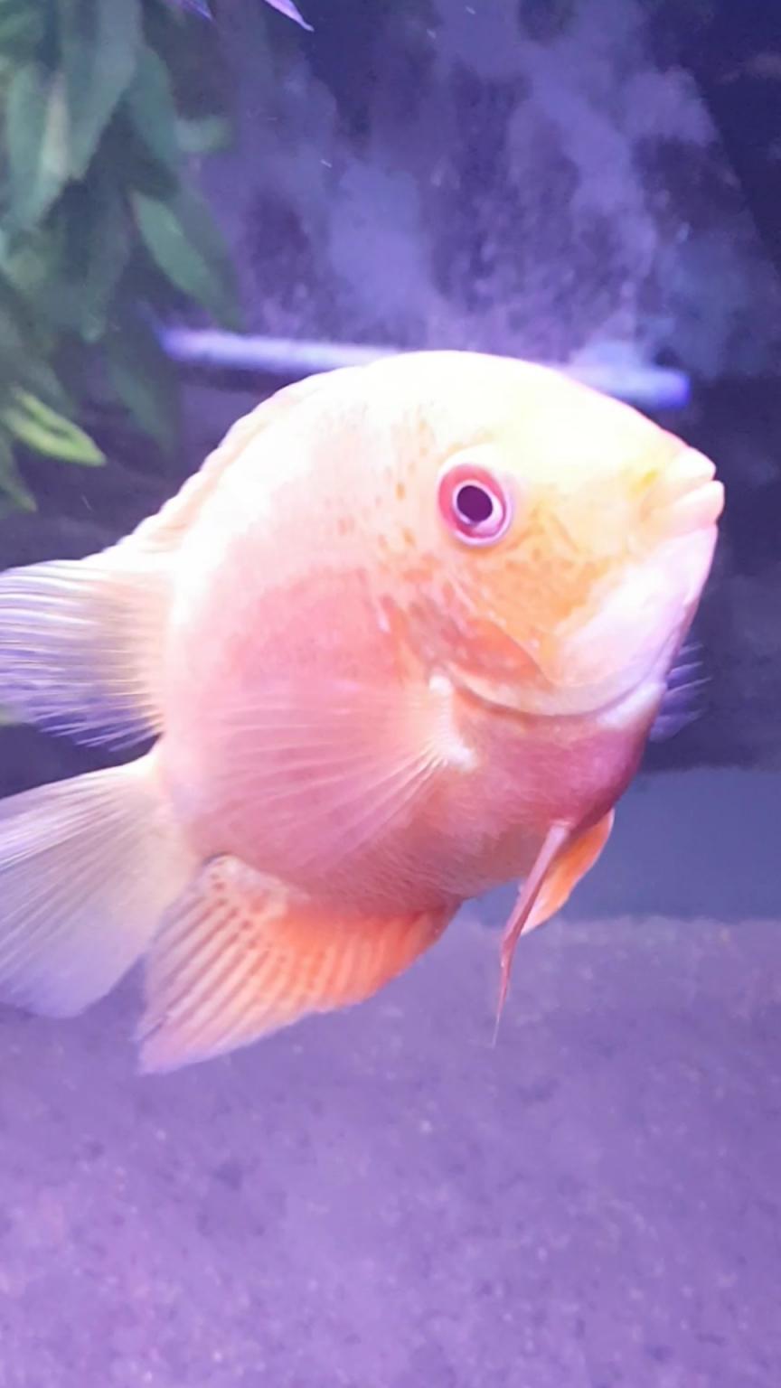 tropical fish for sale or swap in DY4 Sandwell for £10.00 for sale Shpock