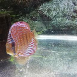 got 4 young discus for sale 2 rose reds 3ins 1ricky lim red Turk 3 & 1/2 ins & 1 red Turk x wild red spotted green 3 & 1/2 ins all eating well on beefheart and black worms £50 ono