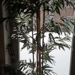 Gebe meinen Fake-Bambus her,da ich auf echte Pflanzen umsteige....
Höhe min.1,60!
Sehr lebensechte Optik!