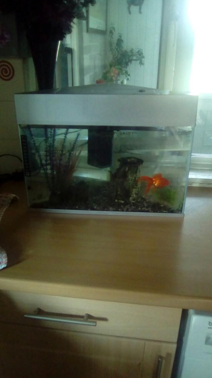 Free Fish tank in Basildon für gratis zum Verkauf | Shpock AT