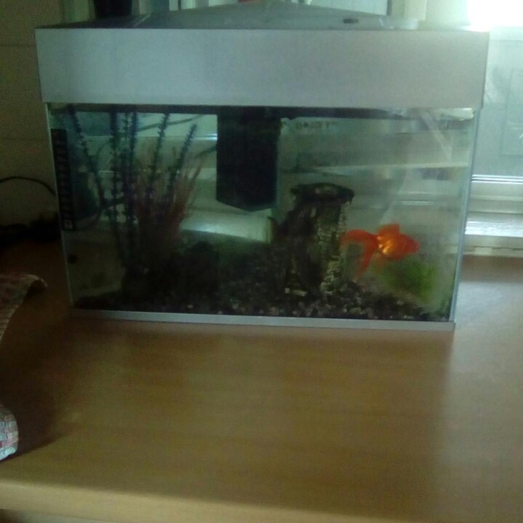 Free Fish tank in Basildon für gratis zum Verkauf | Shpock AT