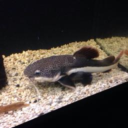 Beautiful Red tails cat fish both together 60 both eatting well reason off sale they need more room they between 10 -15 inch would like to see them go together