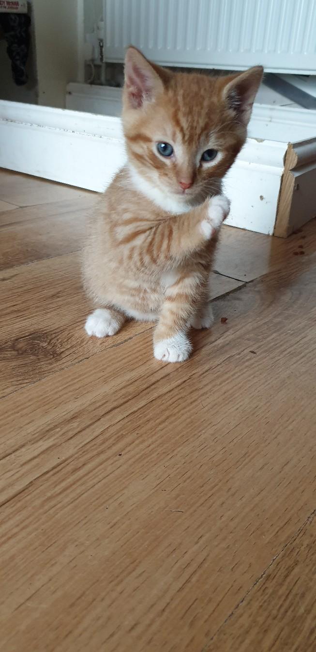 2 Male kittens for sale in Somerset West and Taunton for £45.00 for